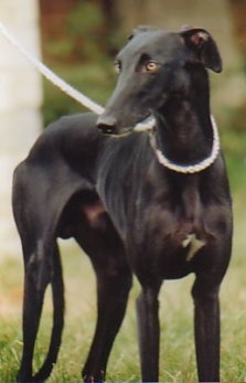Carbon Dulce el Legionario dit PACO Champion de France de beaut CACIB Lausanne
